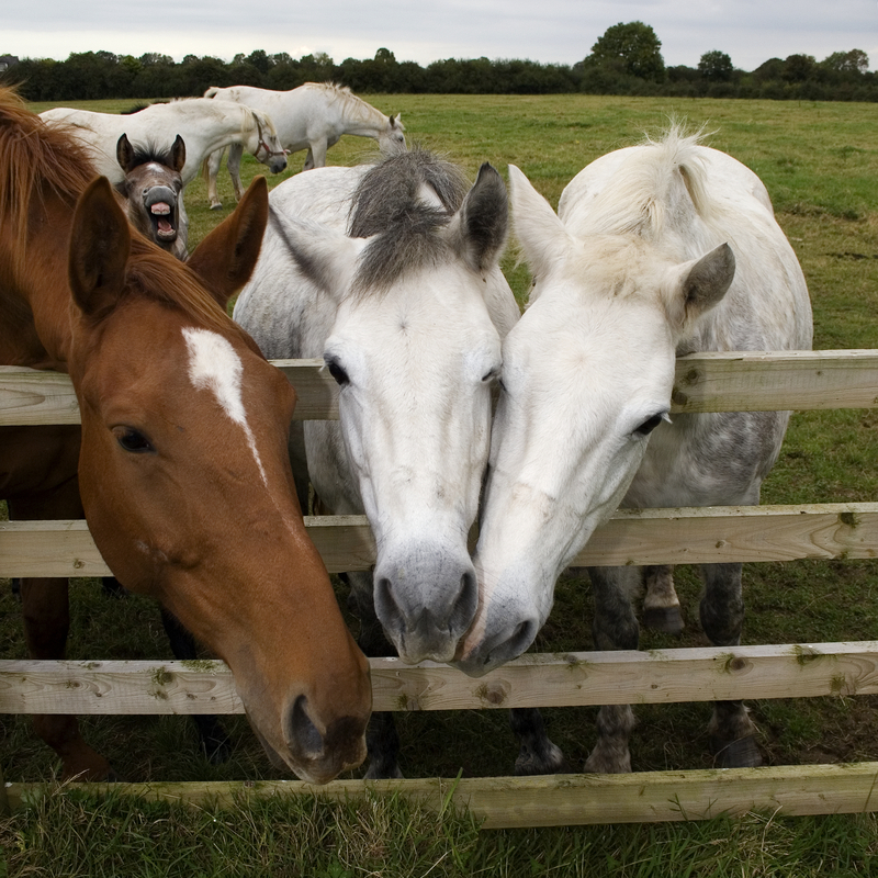 Vil du gerne have en hest